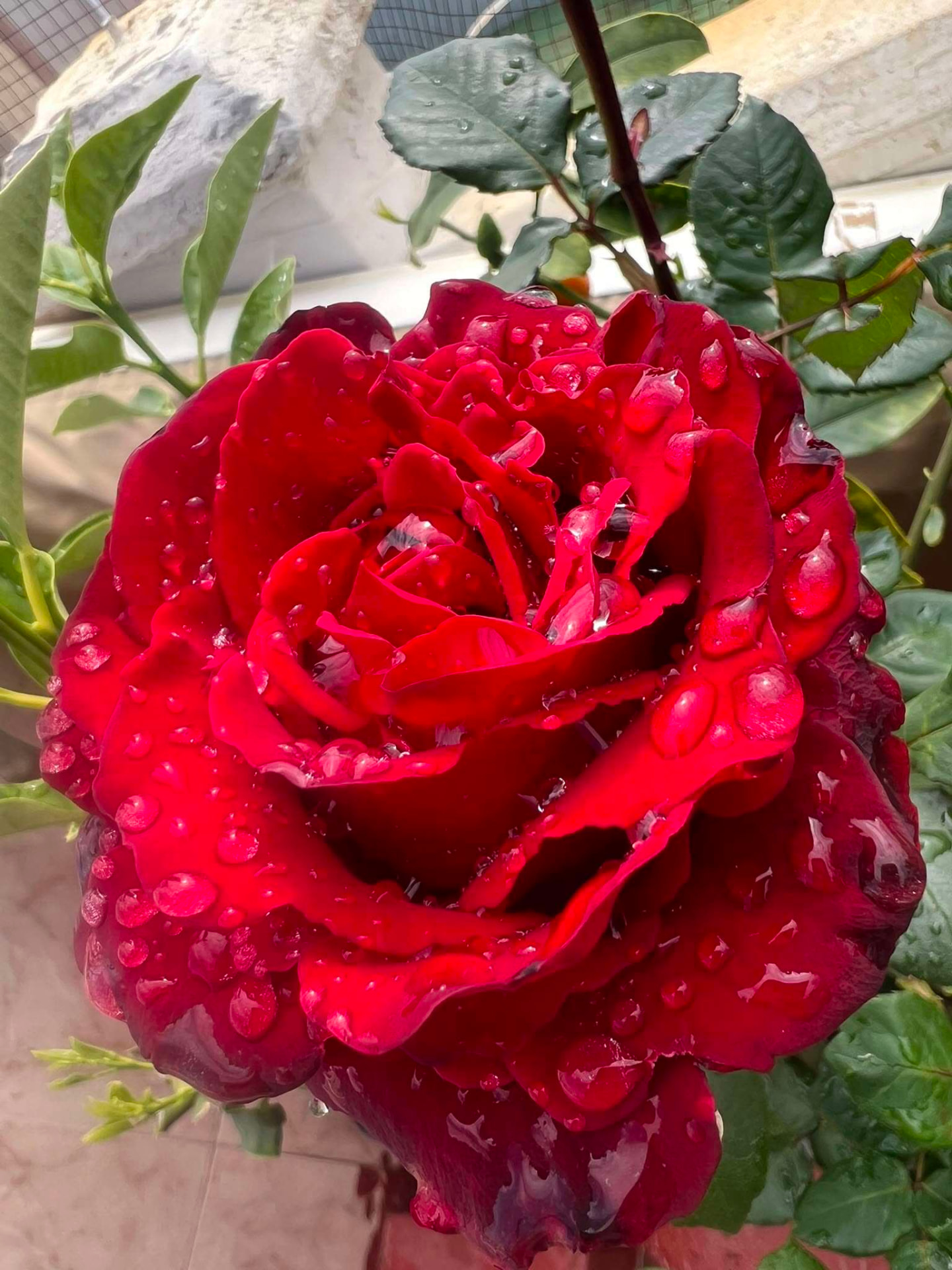Rosa roja con gotas de agua entre hojas verdes